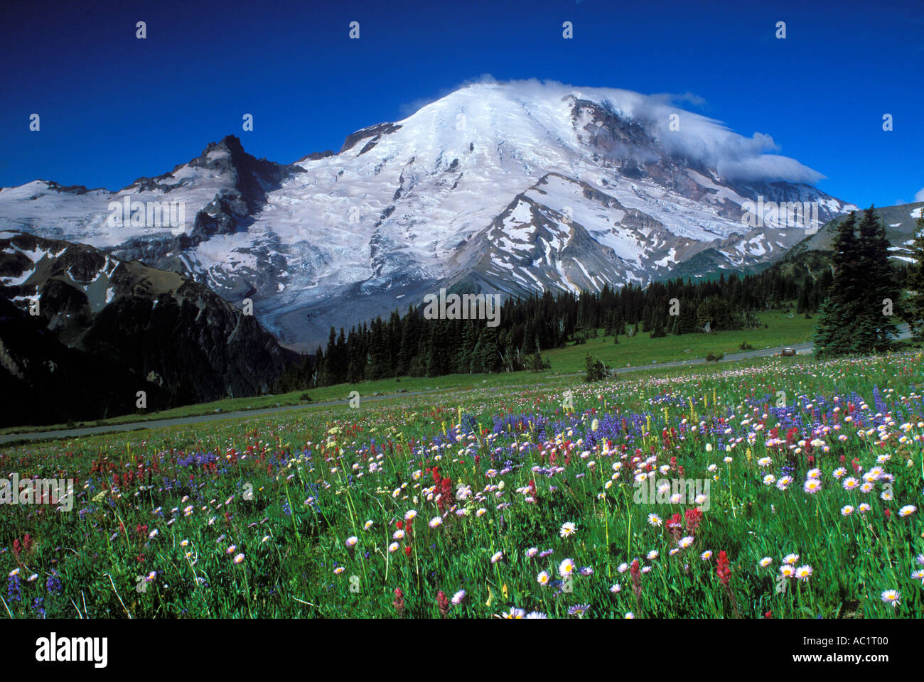 Mt Rainier sopra fiori nei prati di Yakima Il Parco Nazionale del Monte Rainier Washington STATI UNITI D'AMERICA Foto Stock