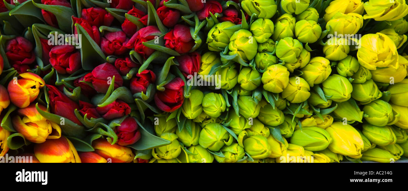 Slim orizzontale della bella cut rosso e tulipani gialli al mercato dei fiori di Middelburg Paesi Bassi Foto Stock