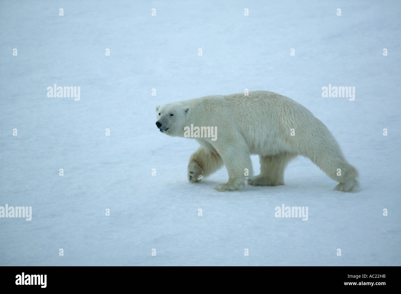 Orso polare in corrispondenza del bordo isola nella regione di Svalbard, Norvegia. Foto Stock