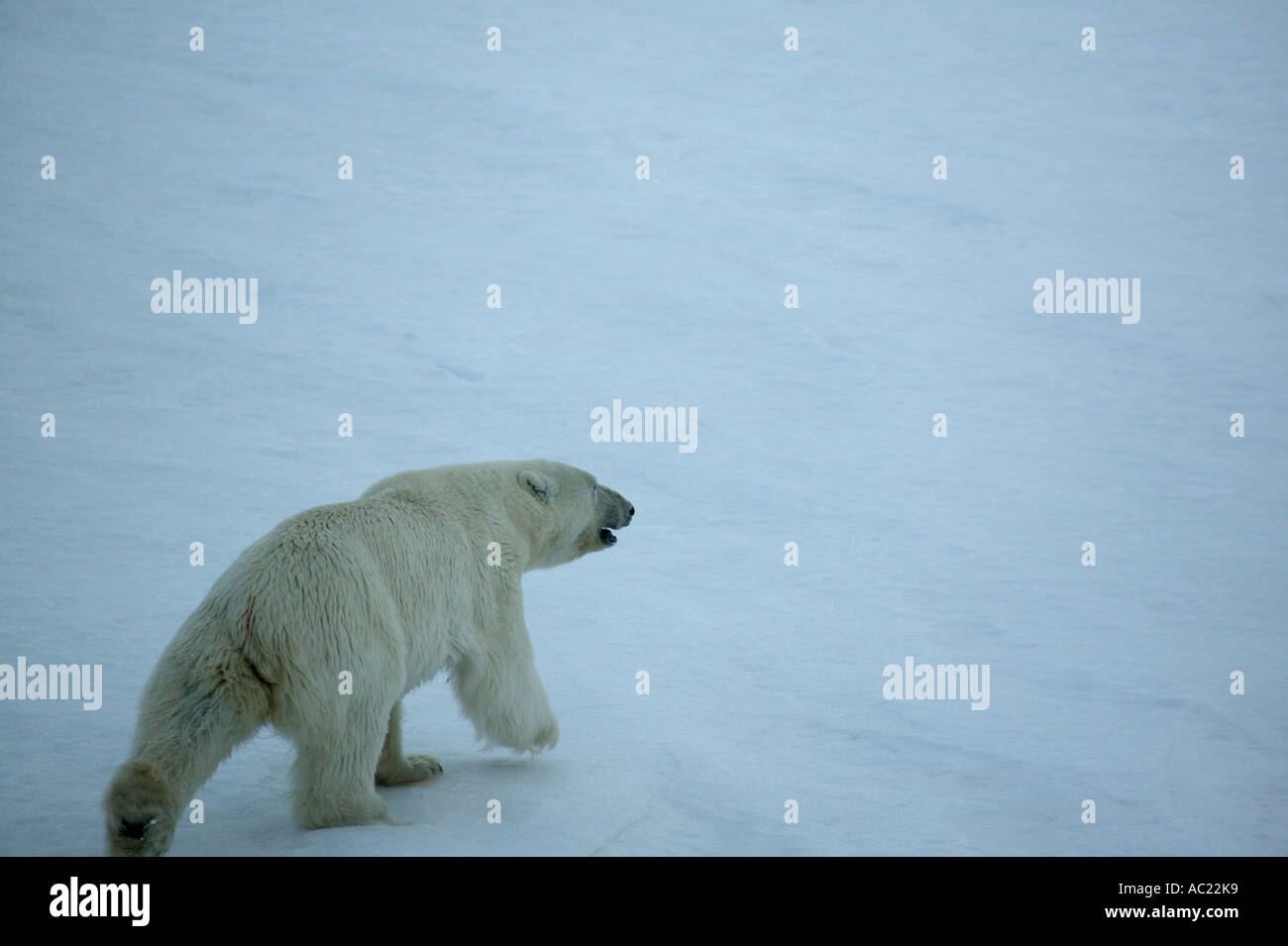 Orso polare in corrispondenza del bordo isola nella regione di Svalbard, Norvegia. Foto Stock