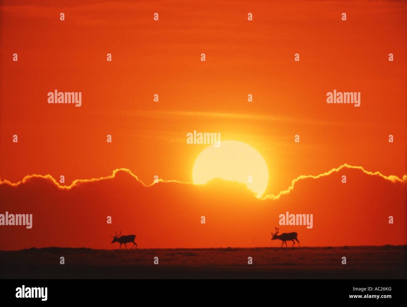 Due cervi a piedi durante il tramonto Foto Stock