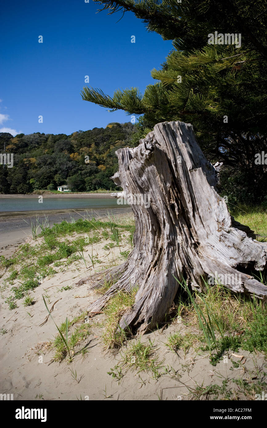 Nodose ceppo di albero a Wenderholm, Nuova Zelanda Foto Stock