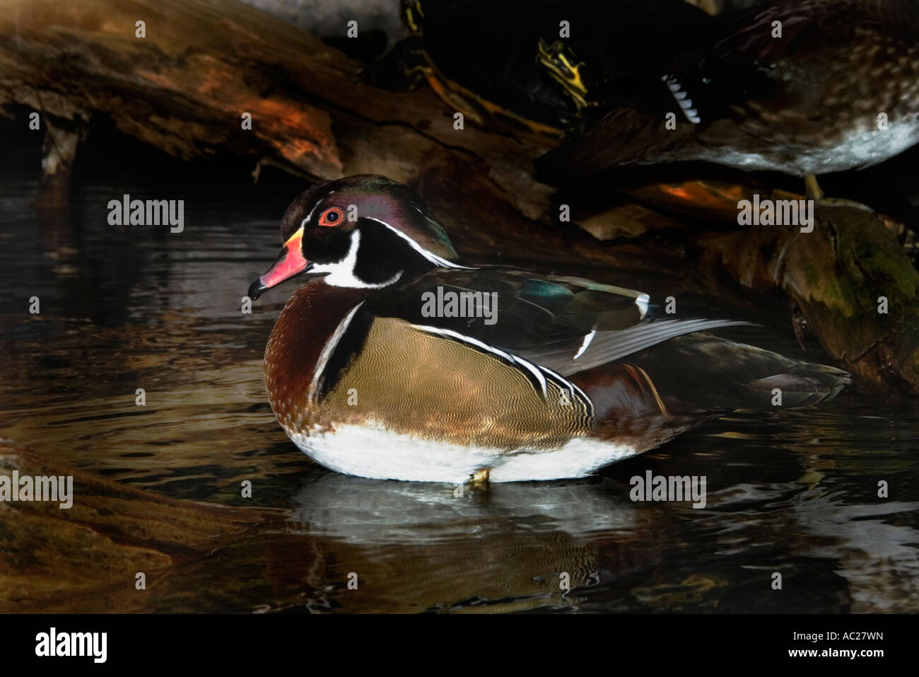 Anatra di legno, Bird, Aix sponsa Foto Stock