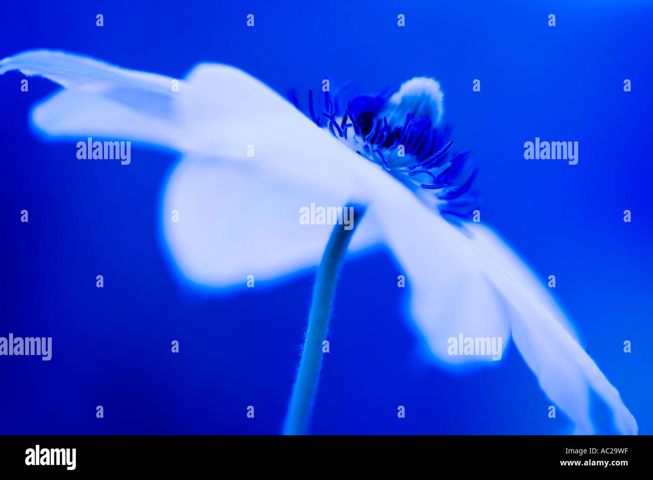 Una bella immagine di un clematide bianco Miss Bateman per adattarsi ad un piano di colore blu. Foto Stock