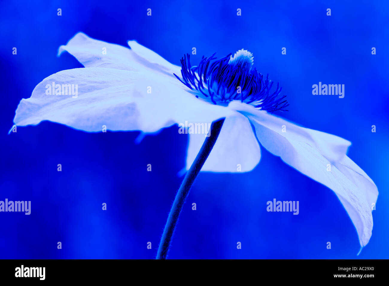 Una bella immagine di un clematide bianco Miss Bateman per adattarsi ad un piano di colore blu. Foto Stock
