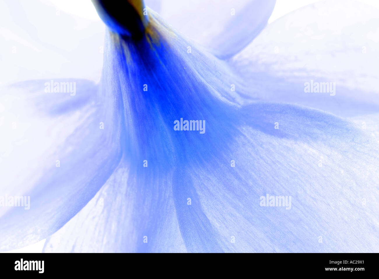 Una bella immagine di un daffodil per adattarsi ad un piano di colore blu. Foto Stock