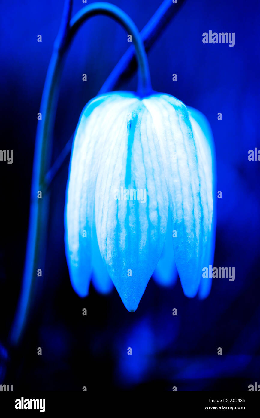 Una bella immagine di un bianco Snakeshead Fritillary (Fritillaria meleagris) per adattarsi ad un piano di colore blu. Foto Stock