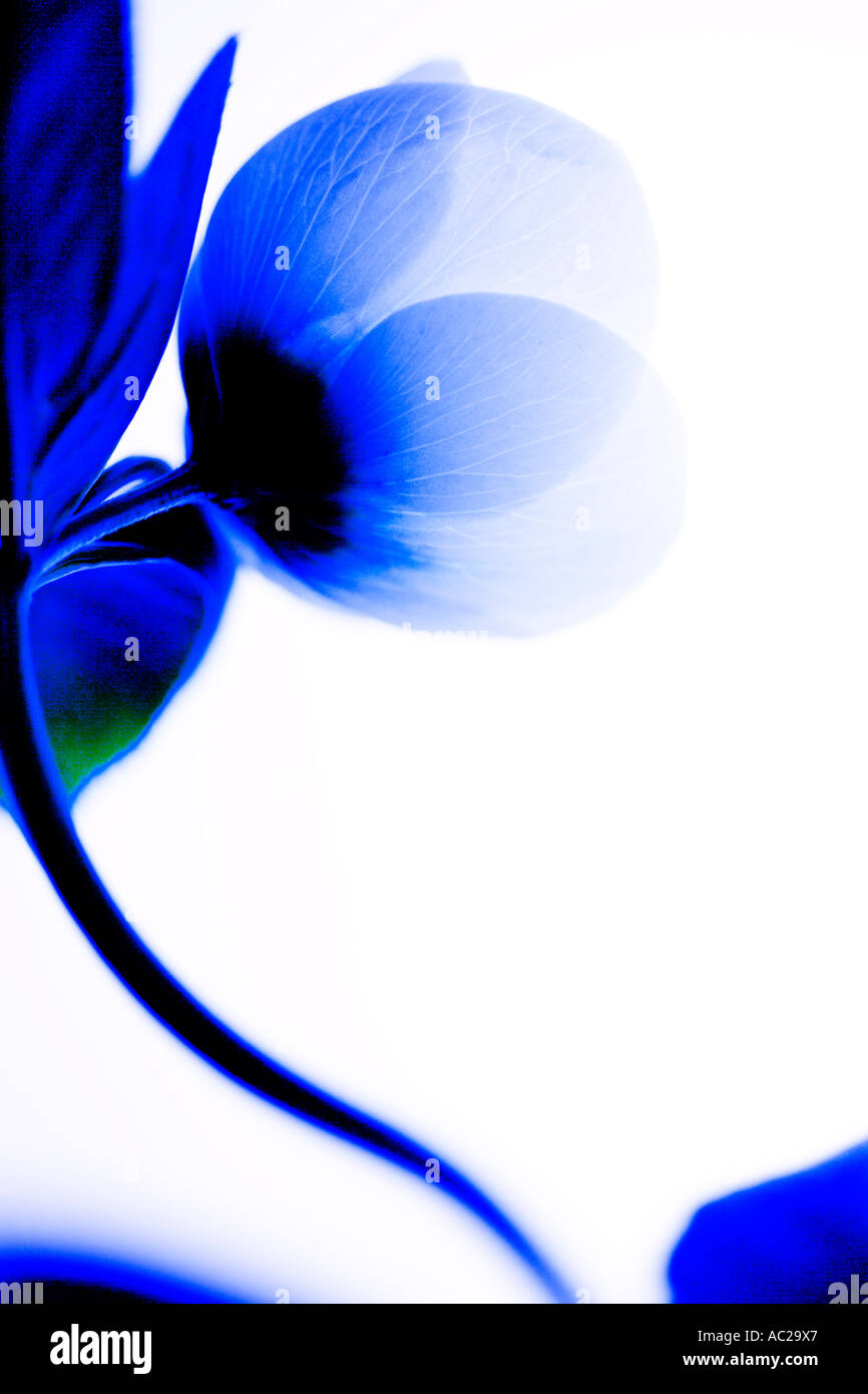 Una bella immagine di un l'Elleboro per adattarsi ad un piano di colore blu. L'elleboro bianco, nome comune: Rose quaresimale, nome latino: Helleborus Foto Stock