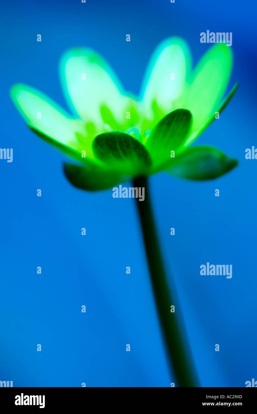 Un blu arte immagine di un minore Celandine, Ranunculus ficaria Foto Stock