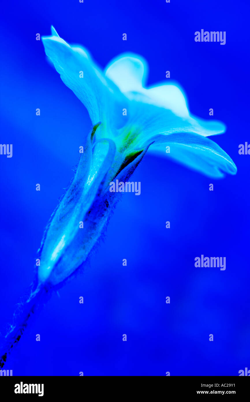 Un blu arte immagine di un Primrose, Primula vulgaris Foto Stock