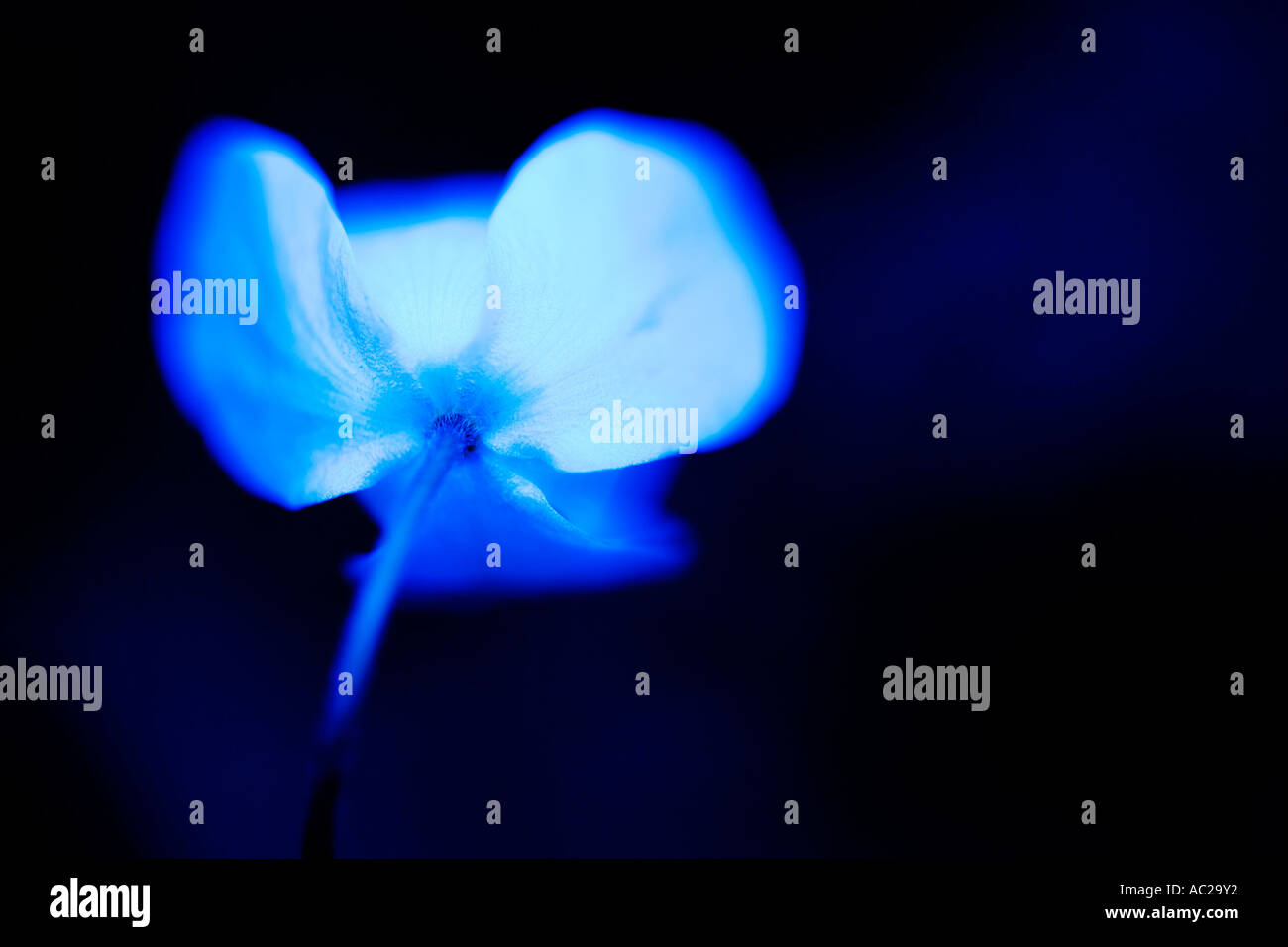 Un blu arte immagine di un legno Anemone Anemone nemorosa ,. Foto Stock