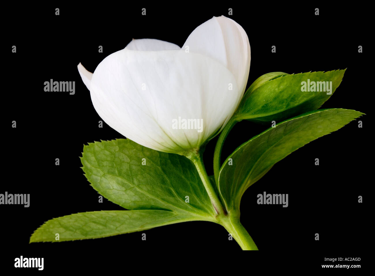 L'elleboro bianco, nome comune: Rose quaresimale, nome latino: Helleborus Foto Stock