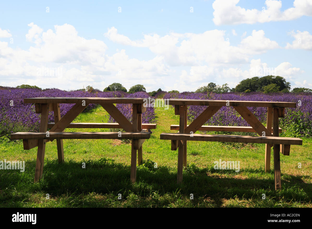 Campo di lavanda, Lavendula angustifolia, Banstead, Surrey, Inghilterra Foto Stock