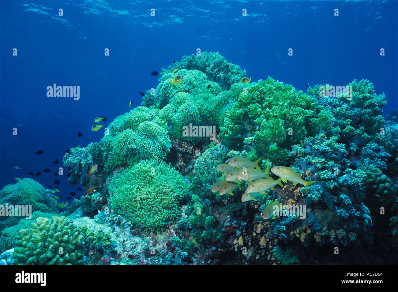 Pesce di capra secca sulla barriera corallina Mar Rosso in Egitto Foto Stock Pesce di capra secca sulla barriera corallina Mar Rosso in Egitto Foto Stock
