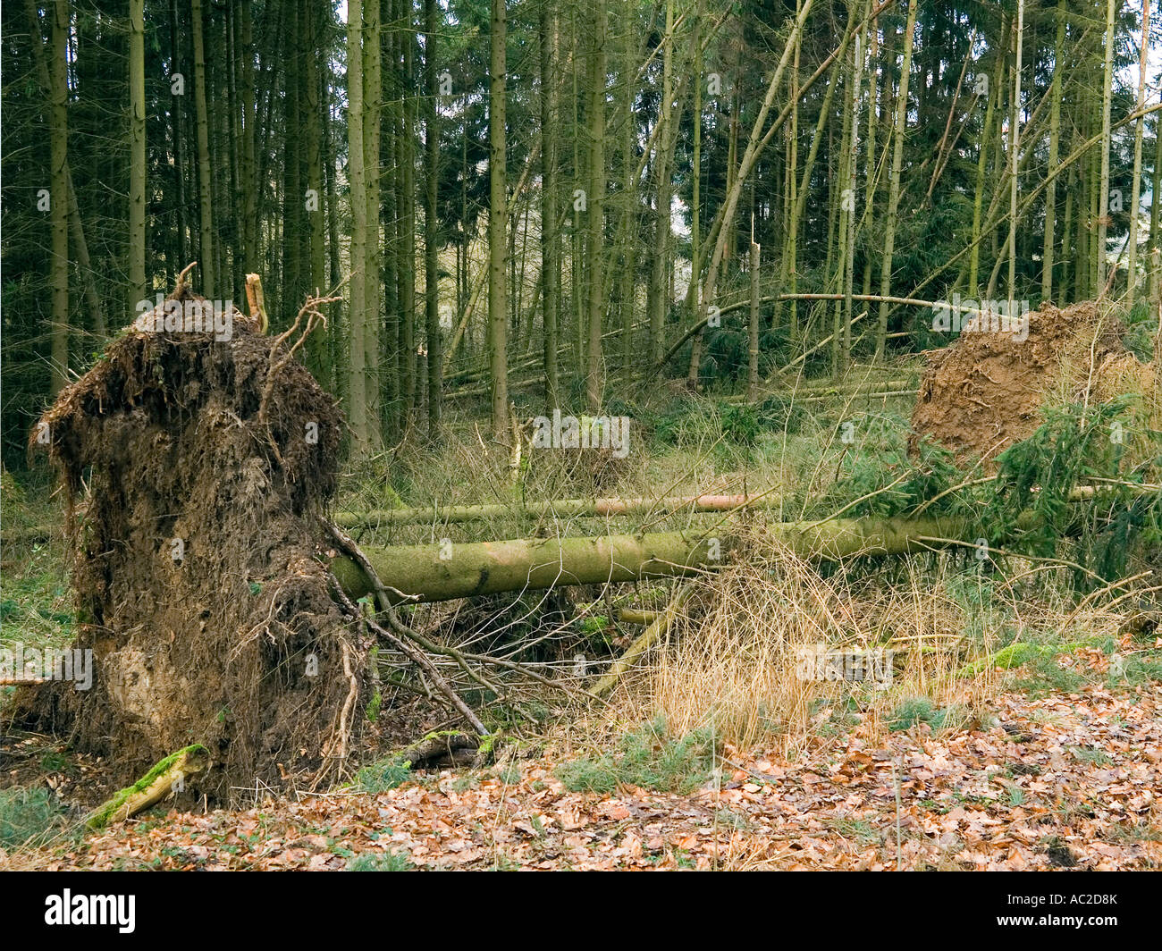 Danni nella foresta dopo un hurrican sturm thunderstrom Germania Hesse Foto Stock