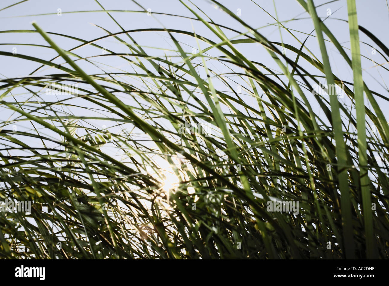 Sole che splende attraverso fili di erba Foto Stock