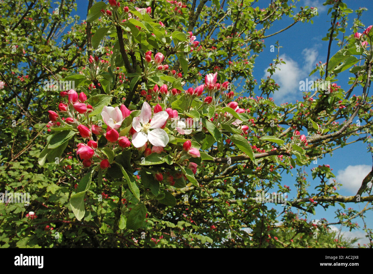 Close up su Apple Blossom con cielo blu Foto Stock