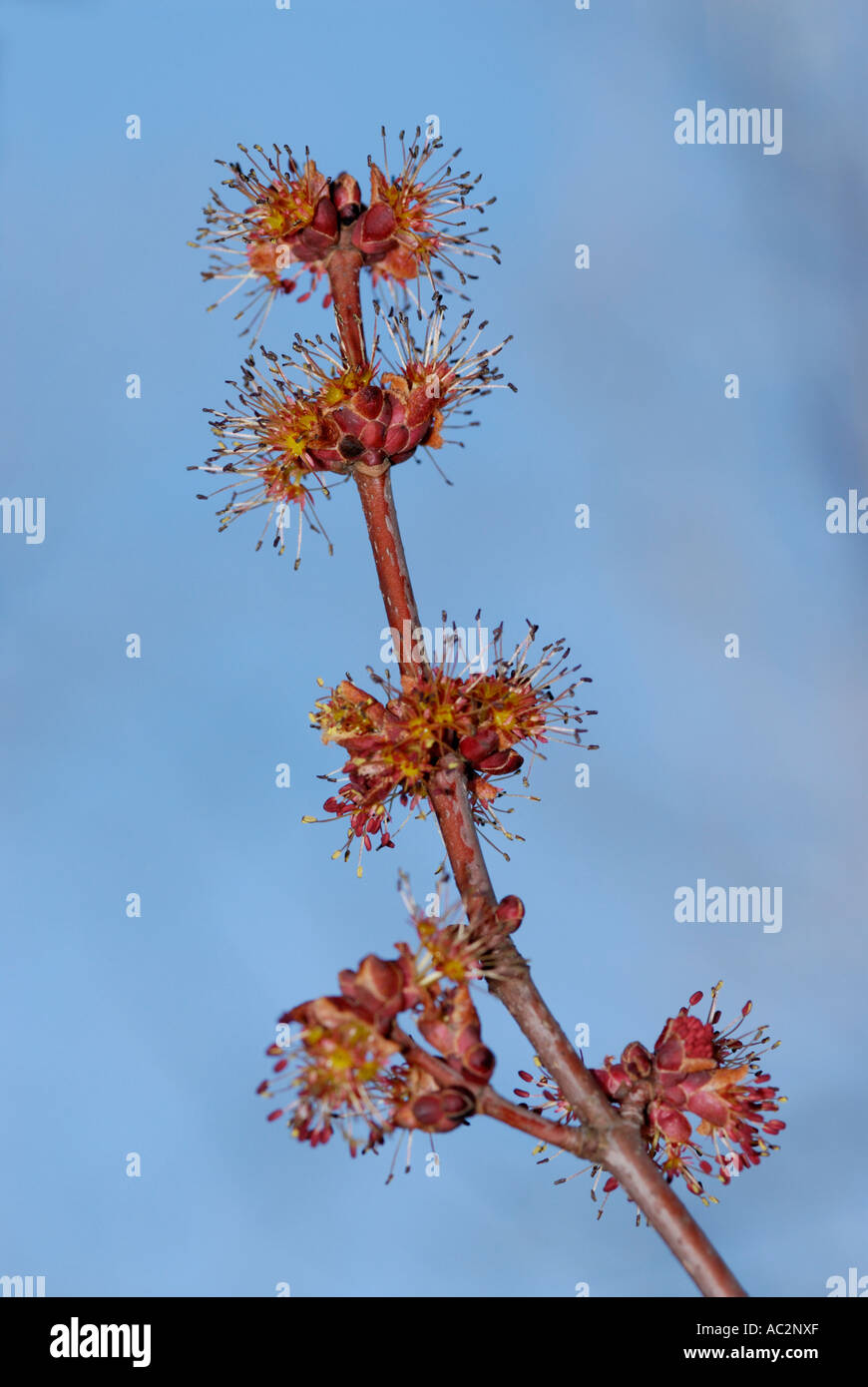 Staminate fiori maschili di Acero Rosso , Acer rubrum, close-up con cinque fiori contro il cielo blu Foto Stock