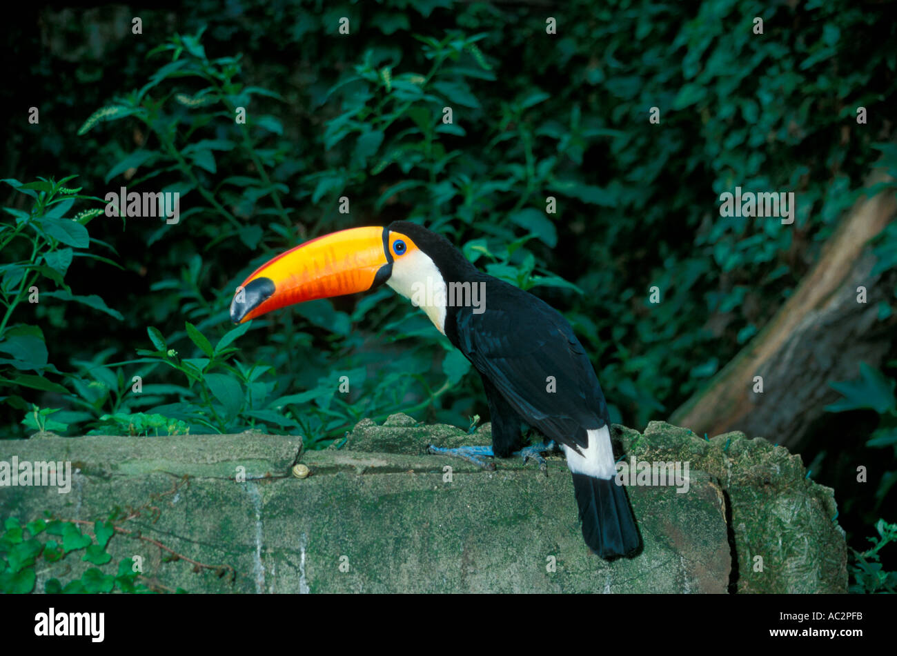 Tocan Ramphastos toco rain forest Ecuador Foto Stock