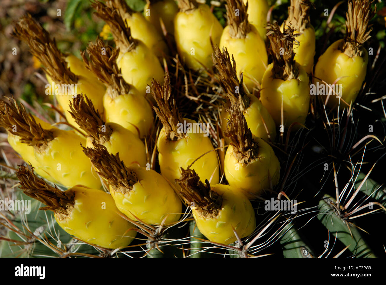 Barrel cactus, Ferocactus wislizenii, con commestibili carnosi frutti gialli Foto Stock