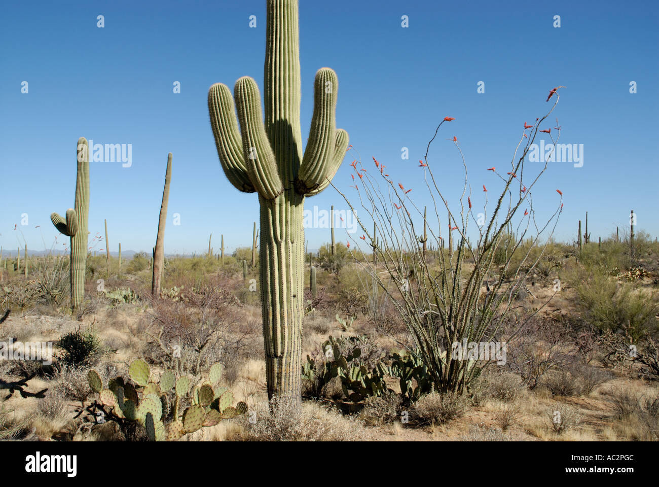 La scena del deserto con matura Saguaro, Carnegiea gigantea, Ocatillo, Cholla e Ficodindia cactus, Deserto Sonoran, Arizona Foto Stock