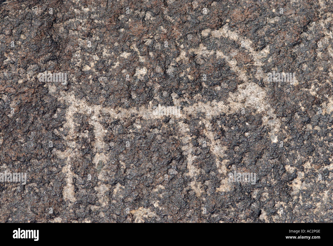 Nativi americani rock petroglyph arte animale, Signal Hill, Parco nazionale del Saguaro, Arizona, Stati Uniti d'America Foto Stock