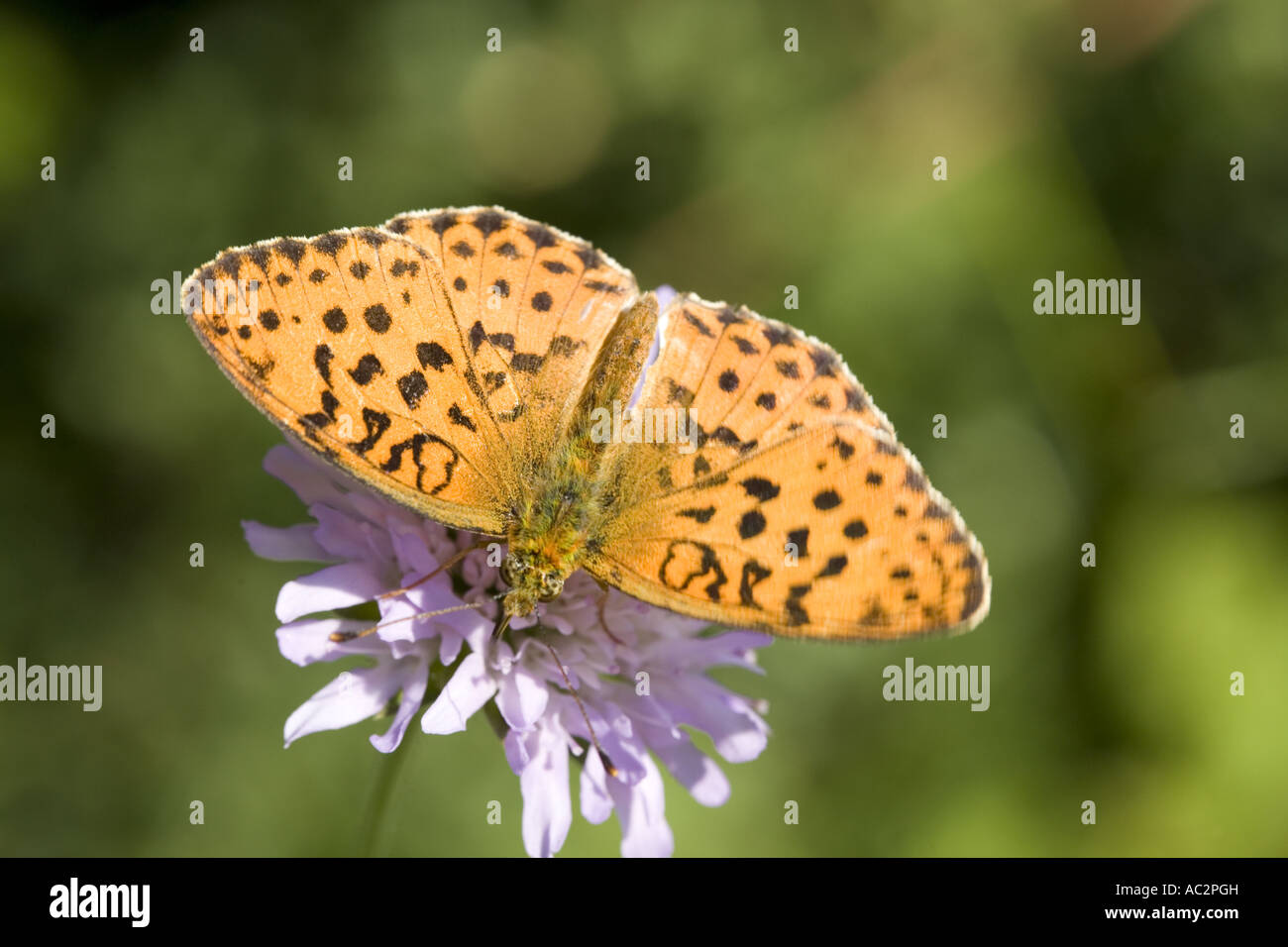 Close up Fritillary Brenthis (spec), Drôme, Francia Foto Stock