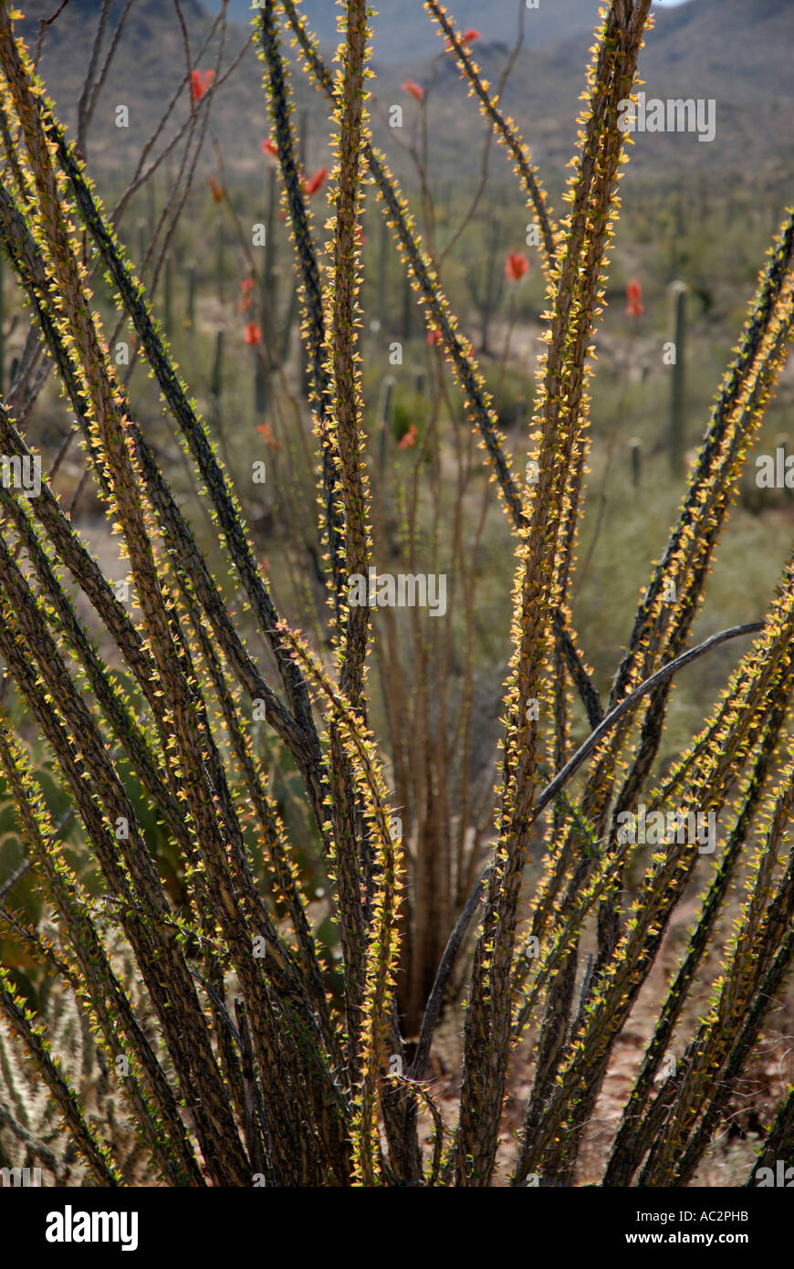 Ocotillo, Fonquieria splendens, steli retroilluminata con red ocotillo fiori, Deserto Sonoran, STATI UNITI D'AMERICA SUD-OVEST Foto Stock