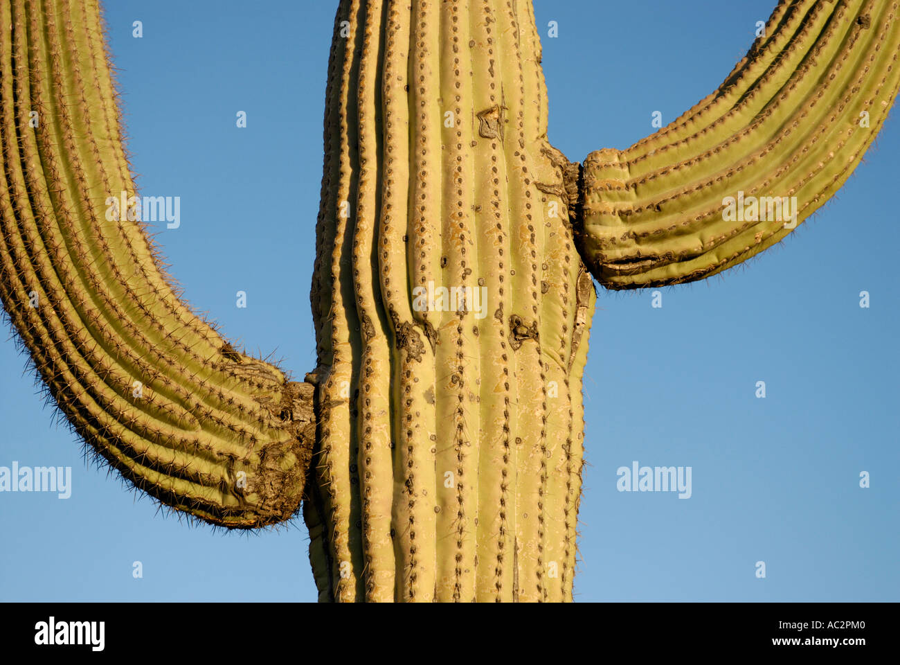 Cactus Saguaro, Carnegiea gigantea, close-up abstract con due bracci contro il cielo blu, Deserto Sonoran, southwestern USA Foto Stock