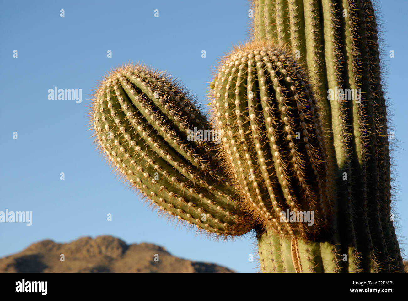 Cactus Saguaro, Carnegiea gigantea, con due giovani nuovi bracci, sullo sfondo di montagna, cielo blu, Deserto Sonoran, southwestern USA Foto Stock
