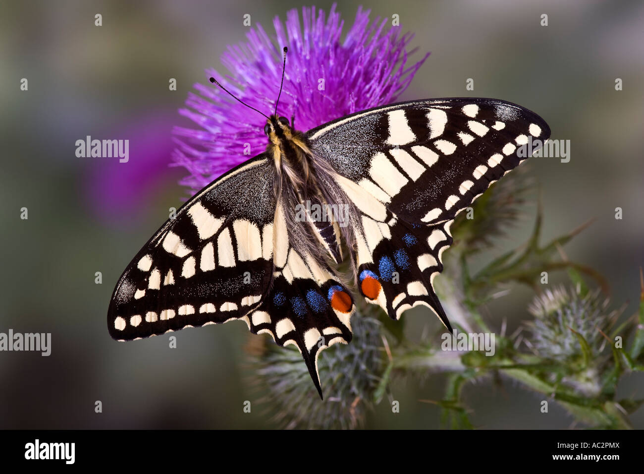 Coda forcuta Papilio machaon a riposo su Thistle con ali aperte e bel al di fuori della messa a fuoco lo sfondo Foto Stock