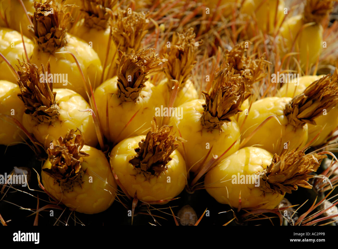 Barrel cactus, Ferocactus wislizenii, con commestibili carnosi frutti gialli Foto Stock