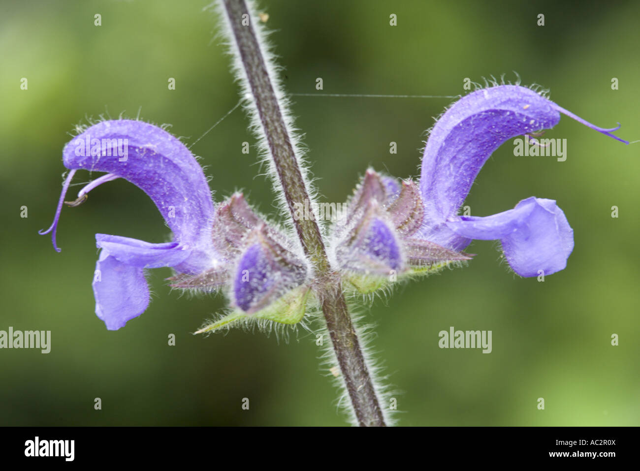 In prossimità dei due fiori e due gemme di Prato Clary (Salvia pratensis), Drôme, Francia Foto Stock