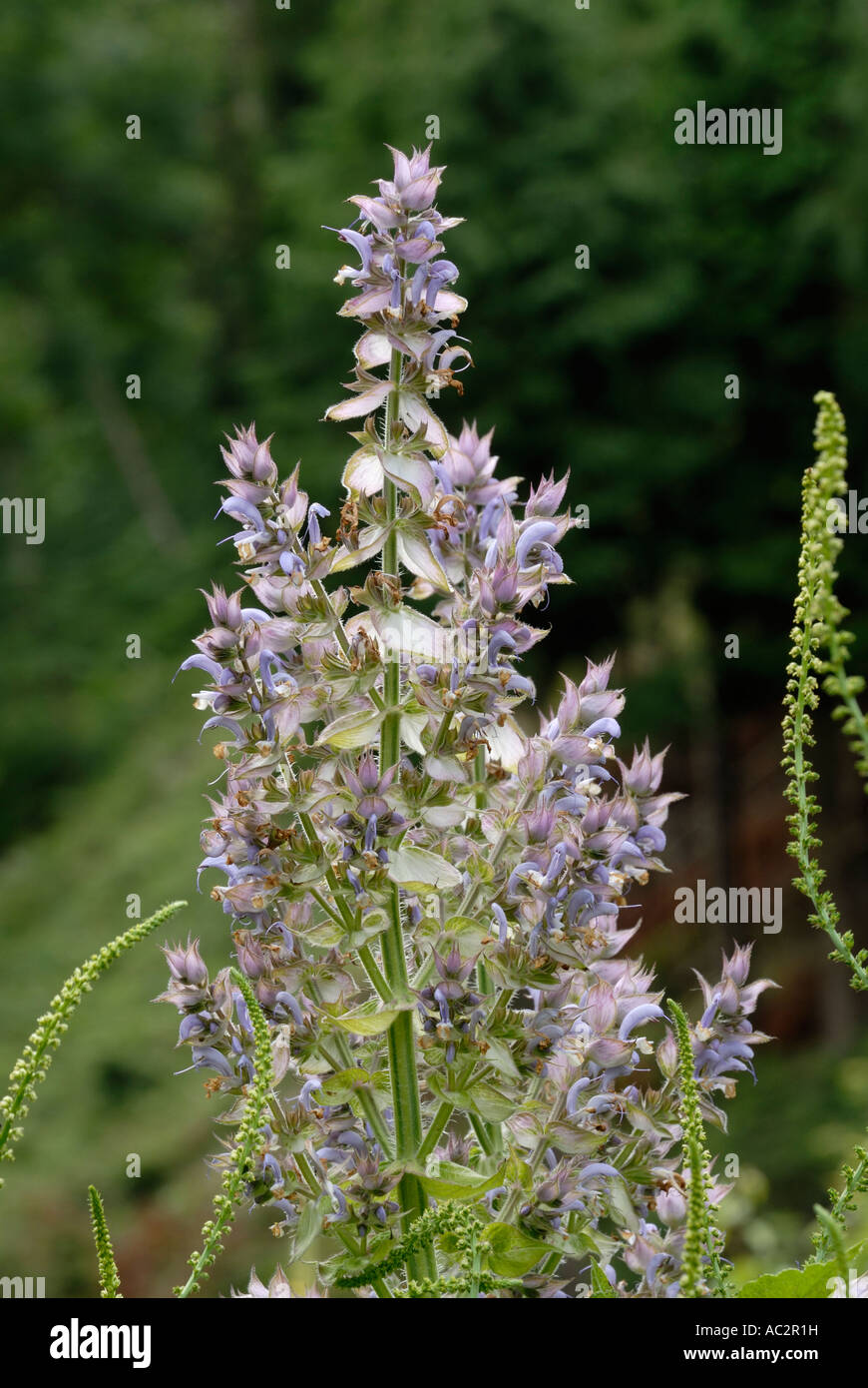 Clary Sage, Salvia sclarea con Weld Reseda luteola, Galles, Regno Unito. Foto Stock
