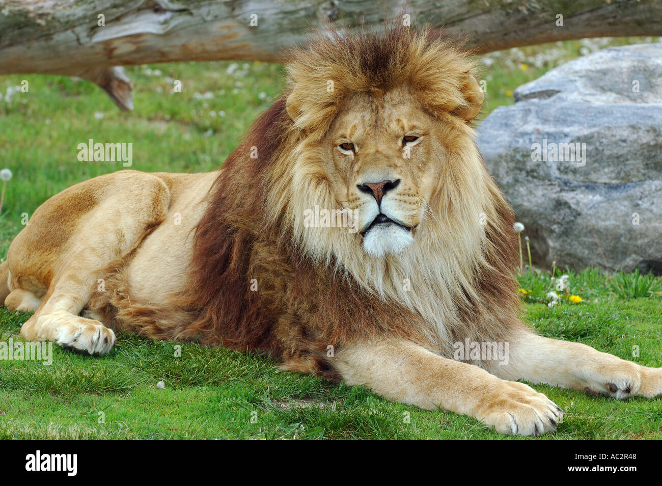Maschio di leone africano giacente su erba verde in primavera Foto Stock