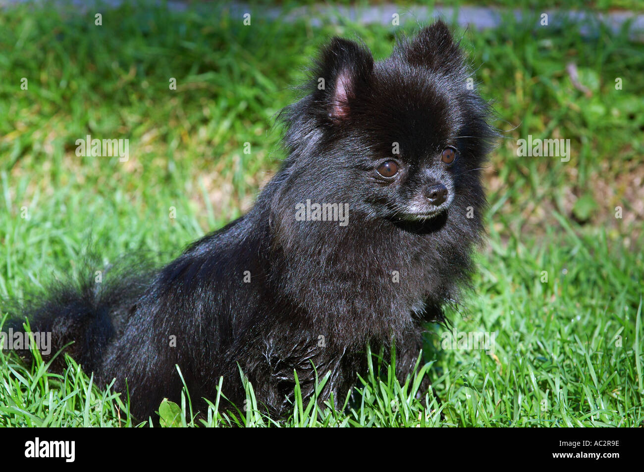Pomerania nero dog sitter in erba corta Foto Stock