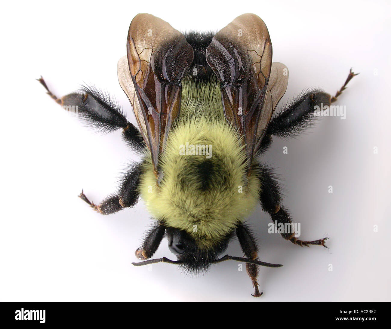 La testa sulle macro di live Bumble Bee contro uno sfondo bianco Foto Stock