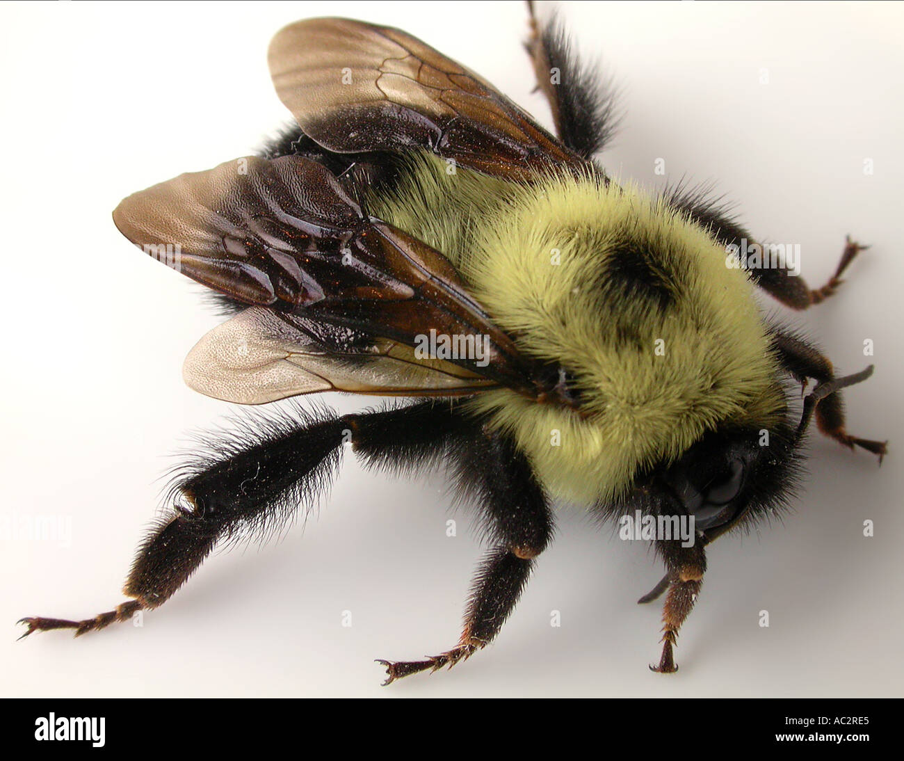 Vista laterale della macro Bumble Bee contro uno sfondo bianco Foto Stock