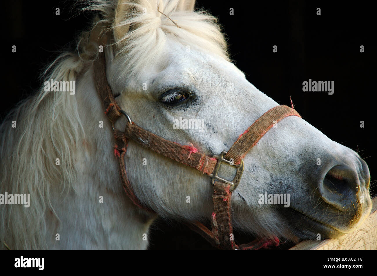 Testa di curioso cavallino bianco guardando fuori dalla finestra Foto Stock