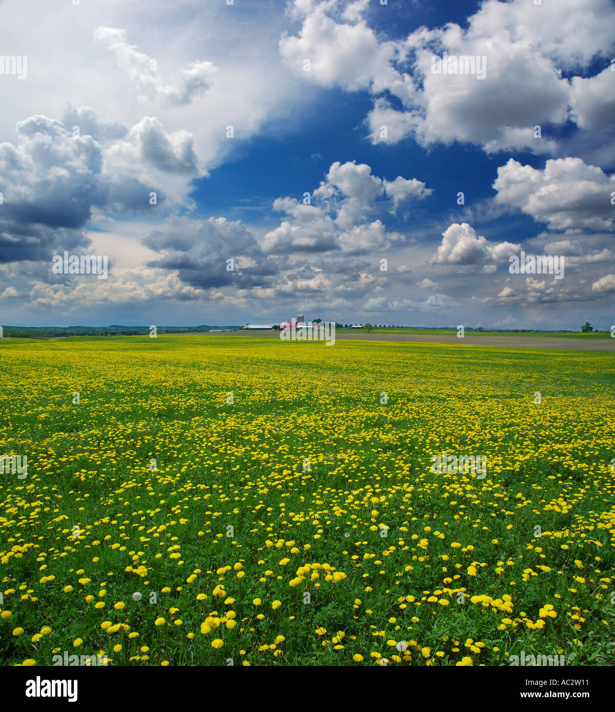 Campo di fattoria con erba e tarassaco e nuvole drammatico Foto Stock