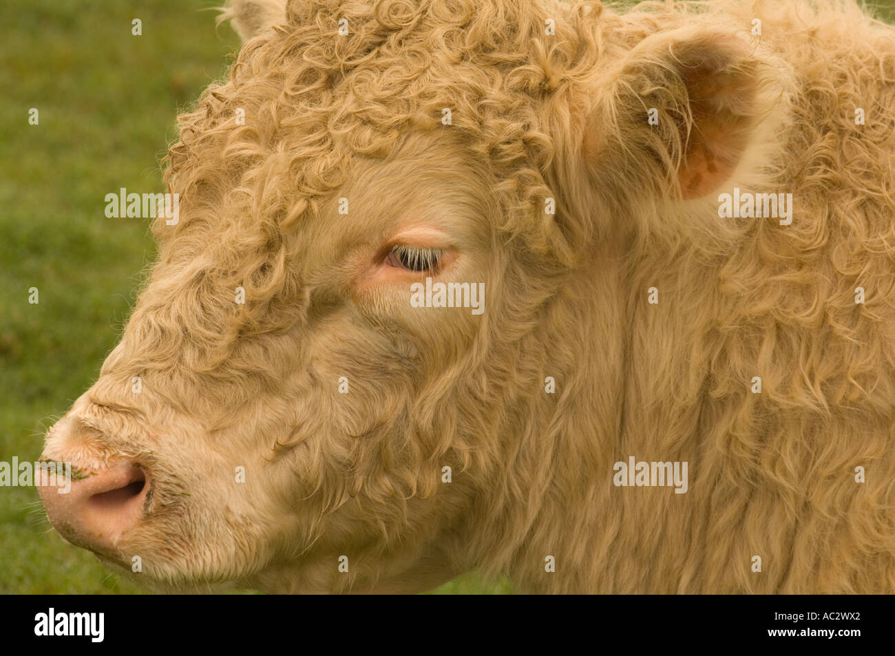 Highland Bovini, Isola di Skye in Scozia, Regno Unito, Europa Foto Stock