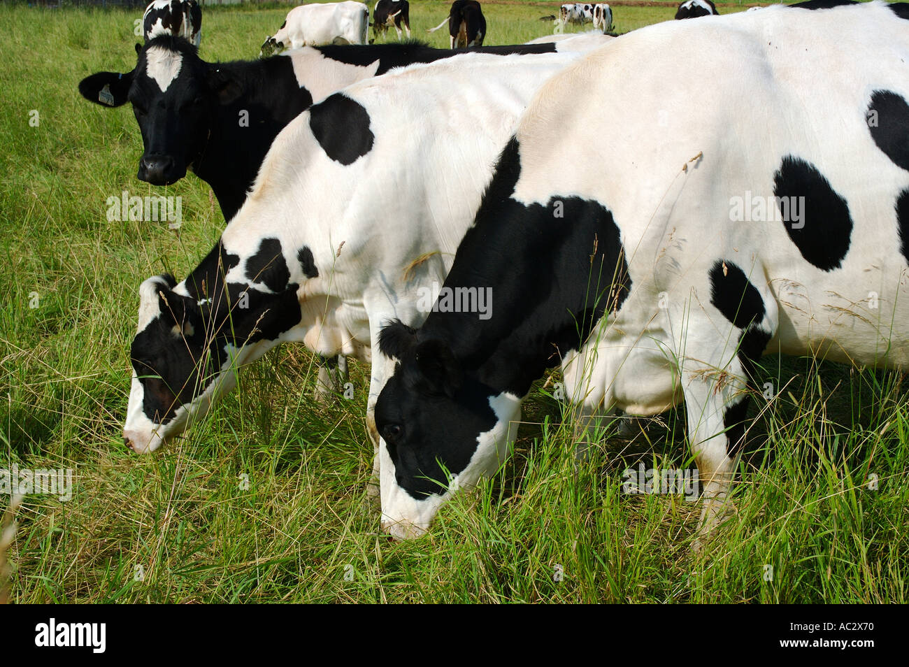 Tre bovini di razza Holstein due pascolo uno guardando Ontario Foto Stock