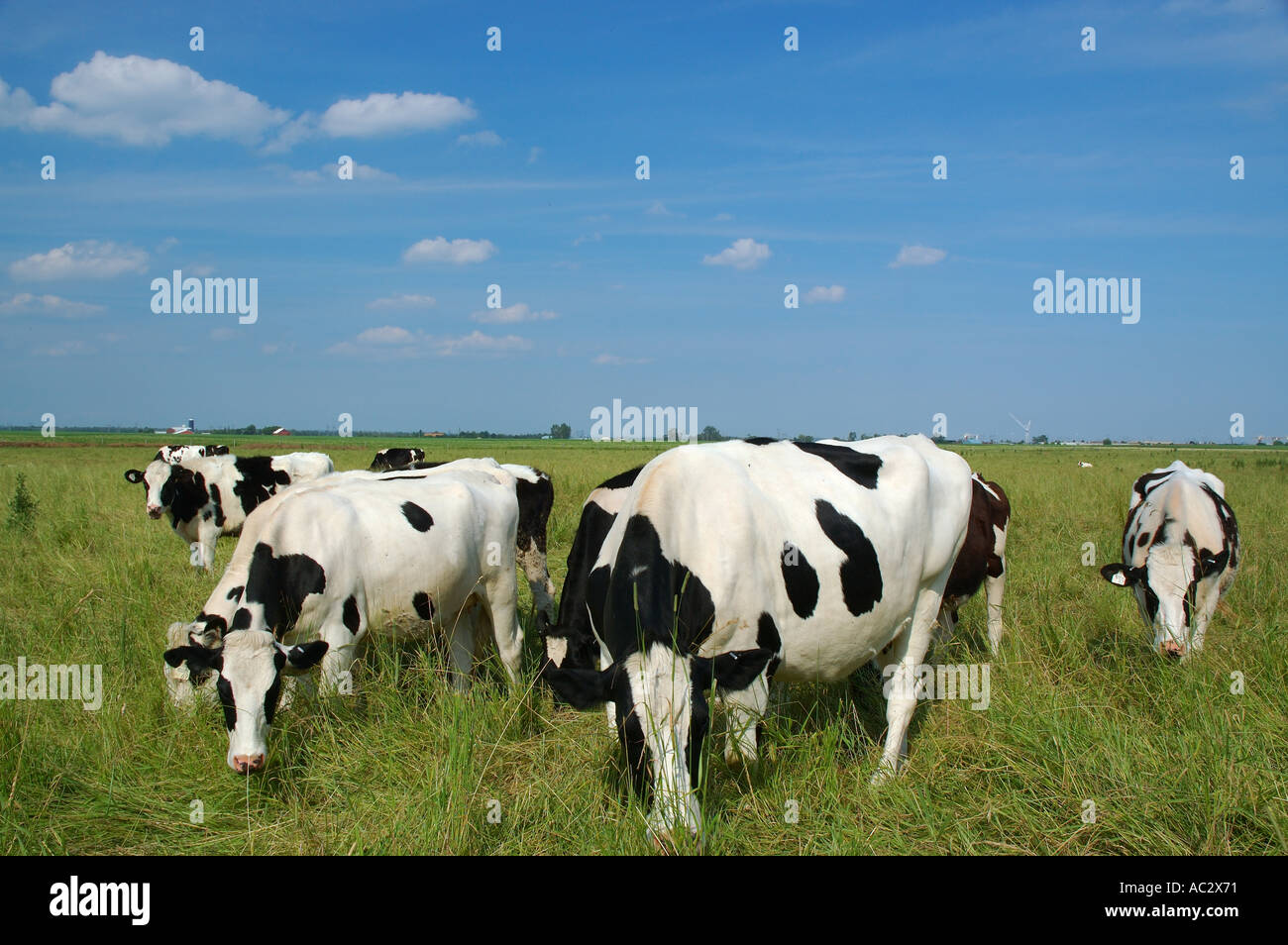 Holstein dairy mucche al pascolo sotto un cielo blu Foto Stock