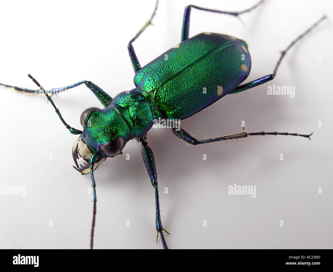 Verde scarabeo mandibole contro uno sfondo bianco Foto Stock