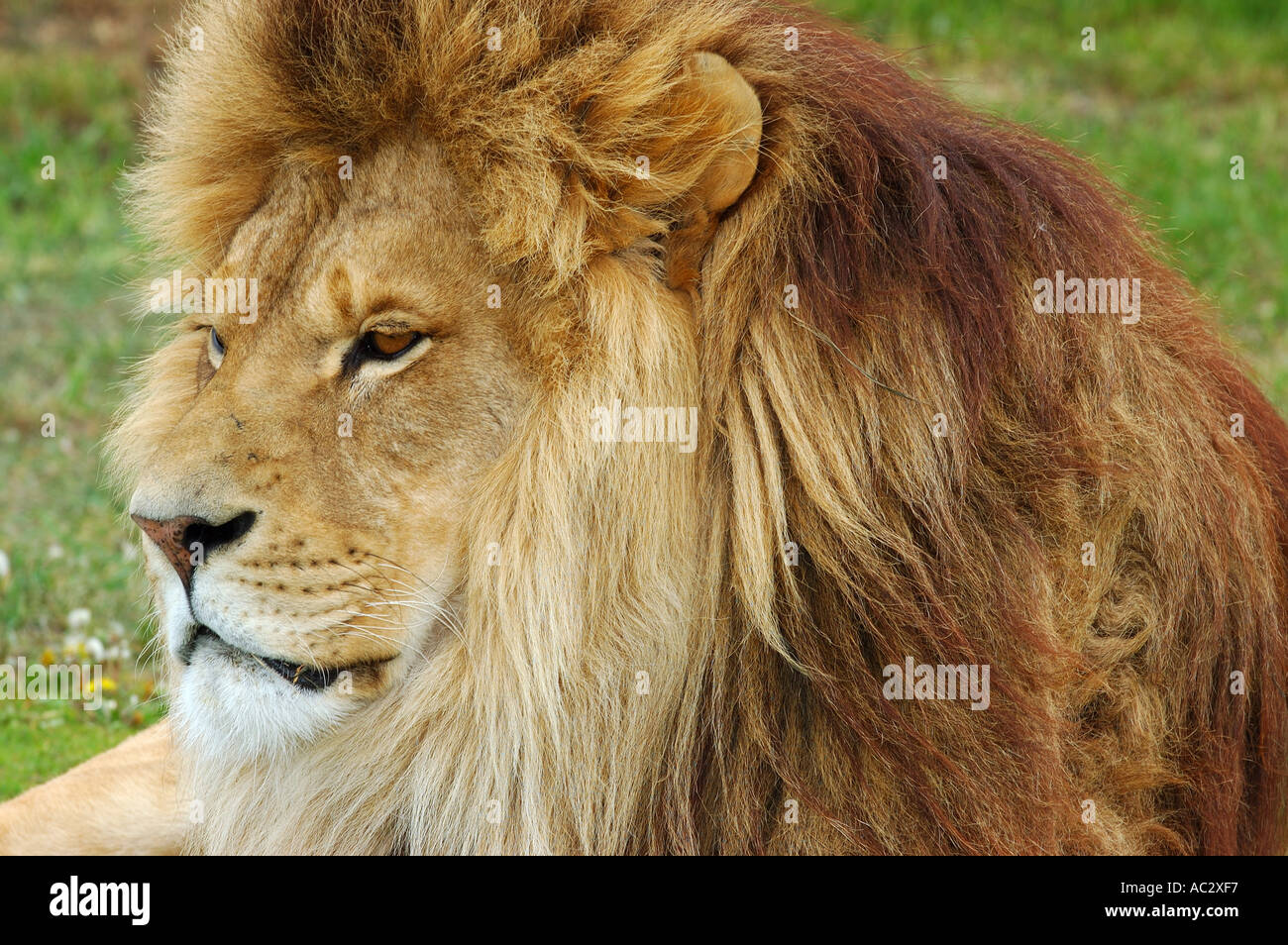 Maschio faccia Lion close up sdraiati sull'erba Ontario Foto Stock