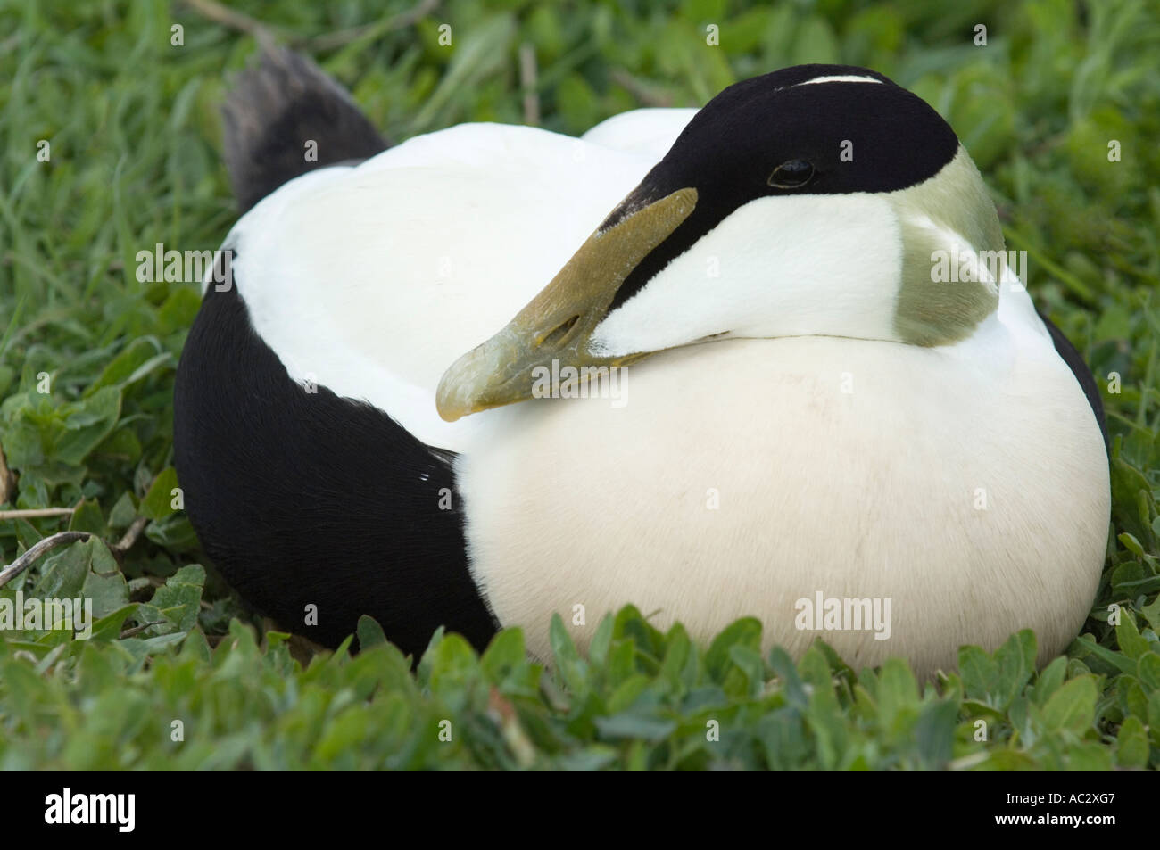 Eider duck, Somateria mollissima, maschio, farne Isola, Northumberland, Regno Unito Foto Stock