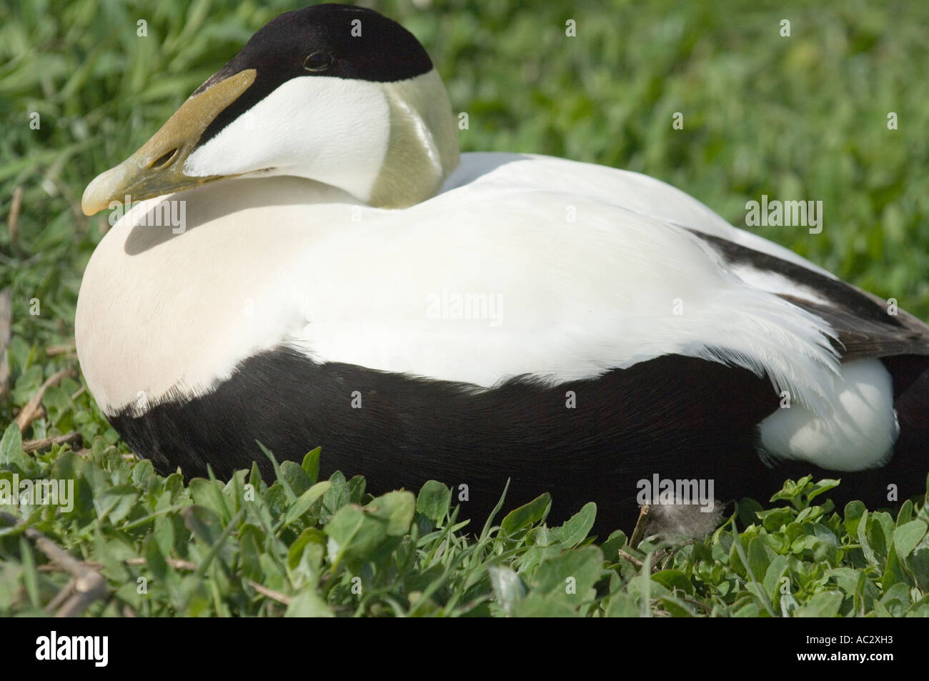 Eider comune (Somateria mollissima) maschio seduto a terra, farne Islands, Northumberland, Regno Unito, Europa Foto Stock