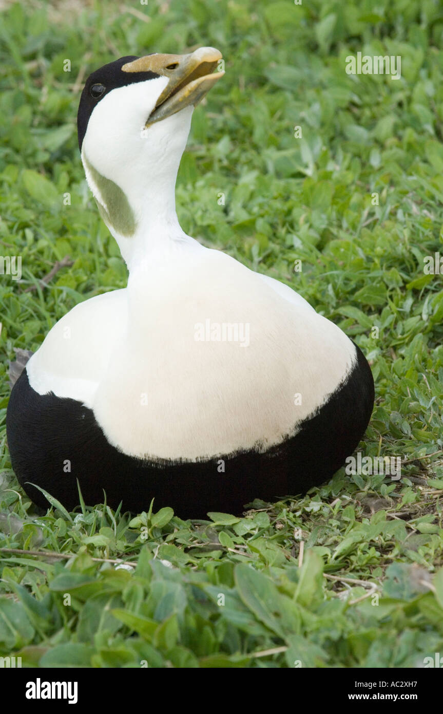 Common eider duck (Somateria mollissima) "tubare", maschio adulto, farne Islands, Northumberland, Regno Unito Foto Stock