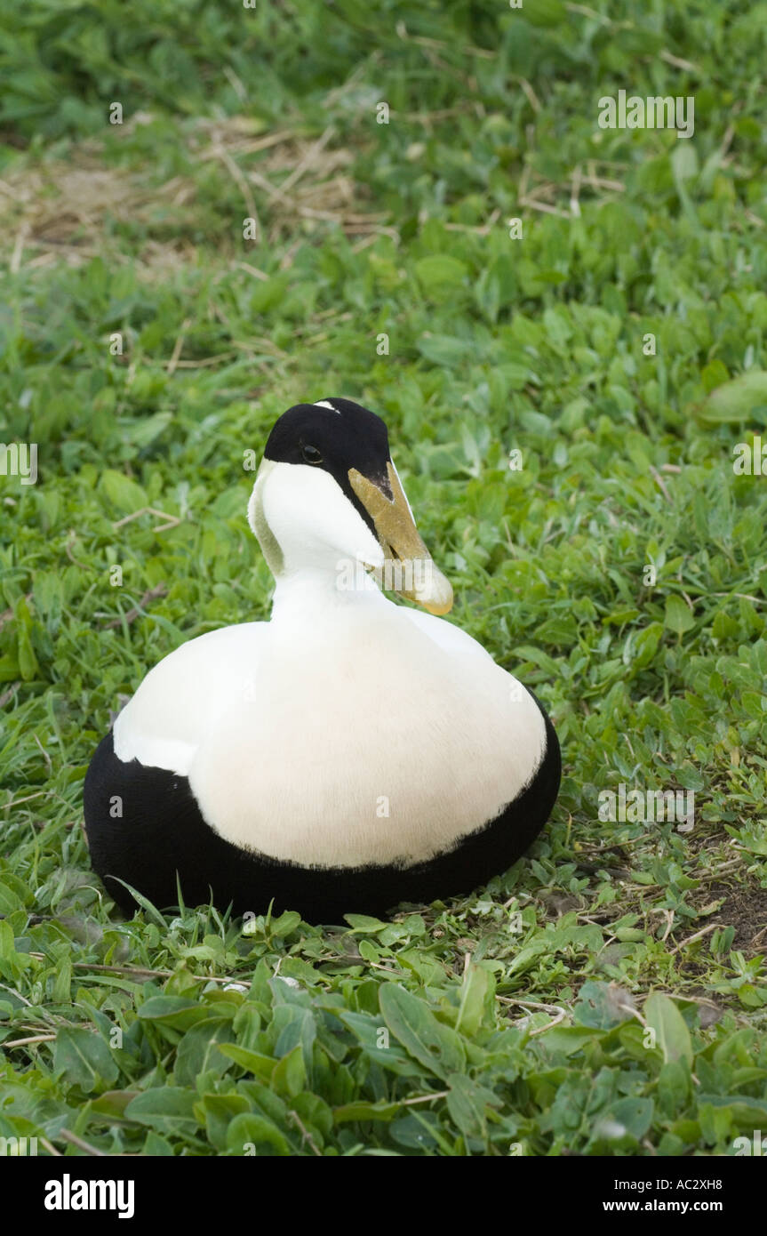 Eider comune (Somateria mollissima) maschio seduto vicino al suo partner vicino a il nido, farne Islands, Northumberland, Regno Unito Foto Stock