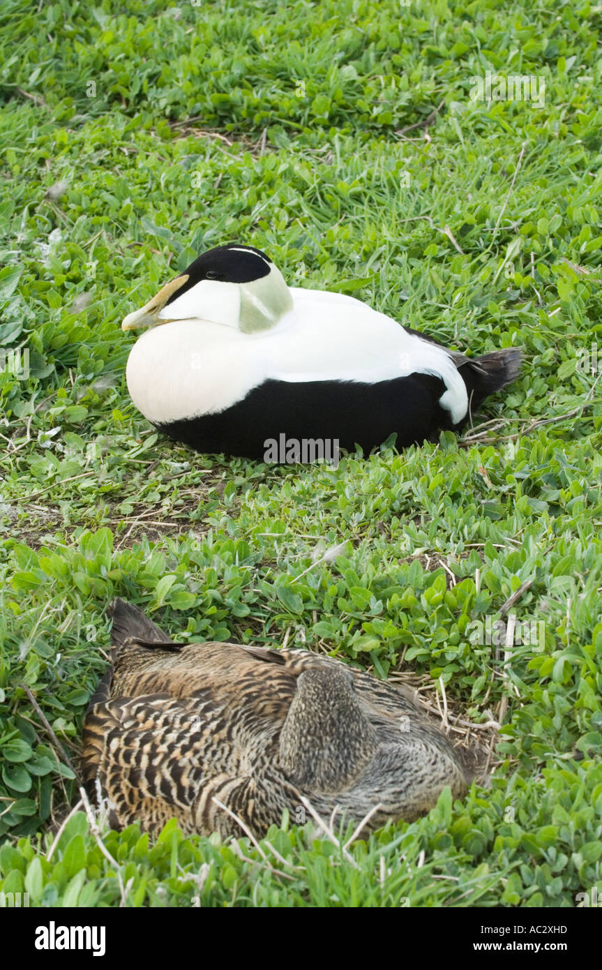 Common eider duck (Somateria mollissima) coppia di nidificazione farne Islands, Northumberland, Regno Unito Foto Stock